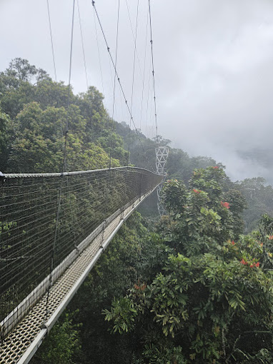 Nyungwe Forest National Park - Panoramic View